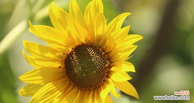 从生命力 向日葵的象征意义