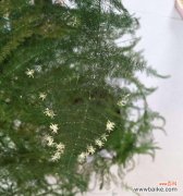 文竹盛开的美丽 以文竹开花的寓意——生命的奇迹