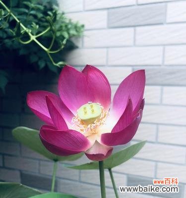 探寻碗莲花的浪漫花语 碗莲的花语