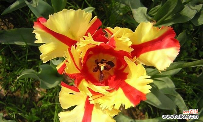 揭秘毛蟹爪兰的神秘语言与象征意义 探索毛蟹爪兰的花语之美