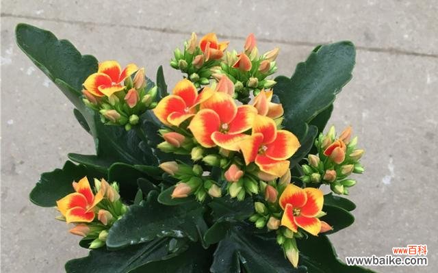 揭秘毛蟹爪兰的神秘语言与象征意义 探索毛蟹爪兰的花语之美