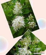 探秘女贞花的神秘语言 女贞花的花语与美丽