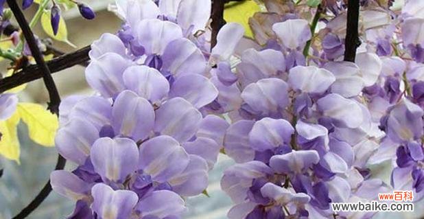 探寻紫藤花背后的传说与美好 紫藤花的花语与意义