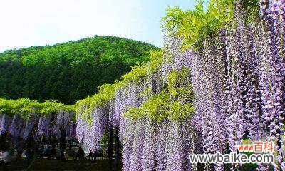 探寻紫藤花背后的传说与美好 紫藤花的花语与意义