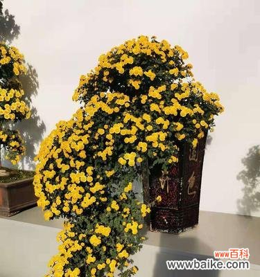 传统文化中的植物象征与礼仪之道 以代表礼仪的植物