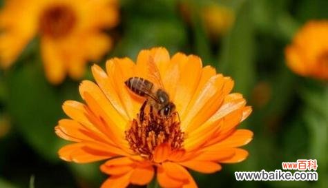 揭开离别与思念之间的花语之谜 离别之花