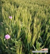 揭开离别与思念之间的花语之谜 离别之花