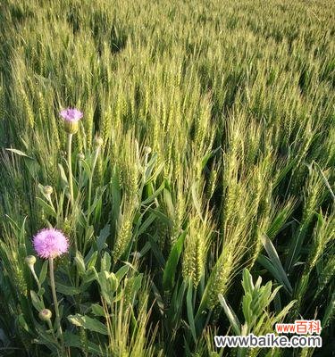 揭开离别与思念之间的花语之谜 离别之花