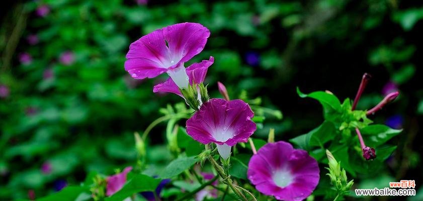 植物代表的教育智慧与价值 老师眼中的植物世界