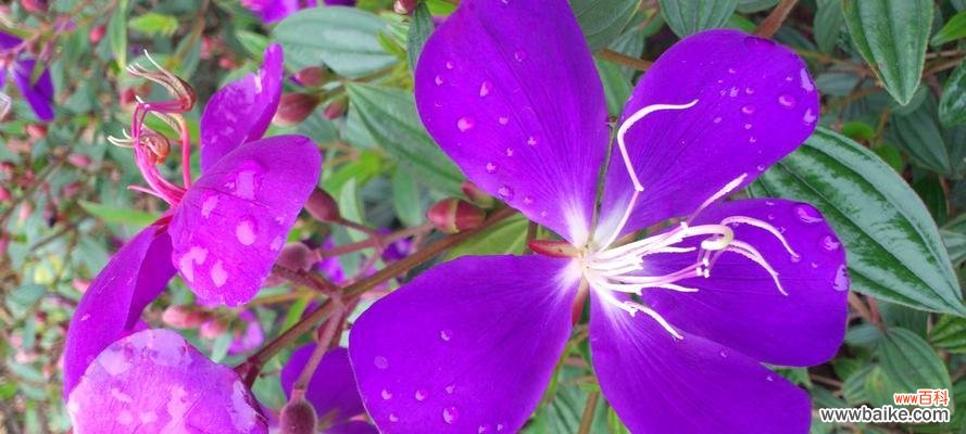 用花语形容老年人的美好 老年人如何如花绽放