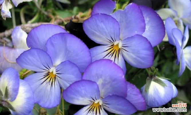 用花语形容老年人的美好 老年人如何如花绽放