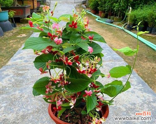 以代表君子的植物为窥探人性的镜子 君子之植——象征品质的盛开