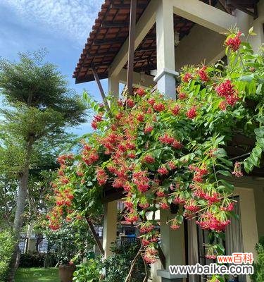 以代表君子的植物为窥探人性的镜子 君子之植——象征品质的盛开