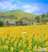 从植物中汲取力量 努力的植物