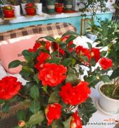 向往花海 美丽盛开的花朵