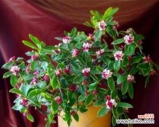 探寻自然之美 美好生活的代表——植物世界