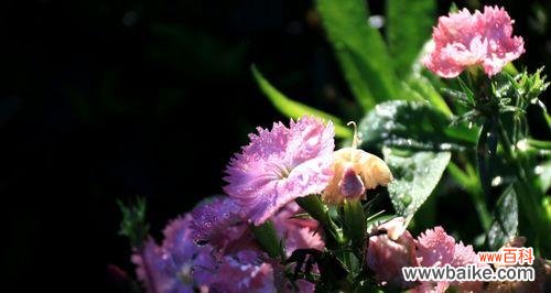 以爱为名 花开怦然心动，绽放爱情的美丽旋律