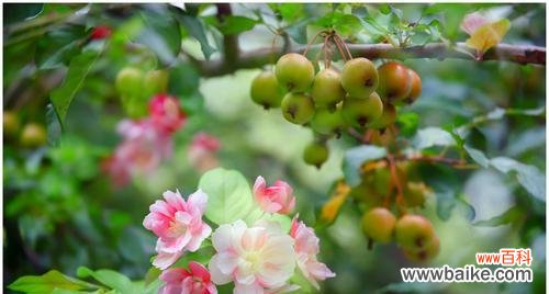 探寻秋天的万紫千红 秋天的植物丰收之美