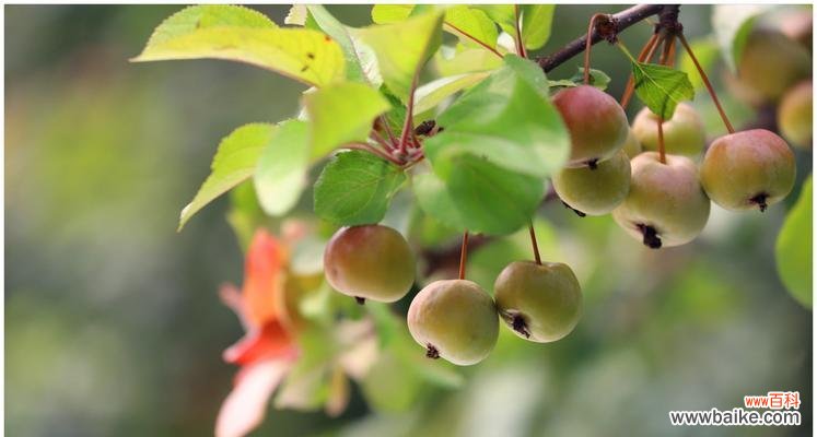 探寻秋天的万紫千红 秋天的植物丰收之美