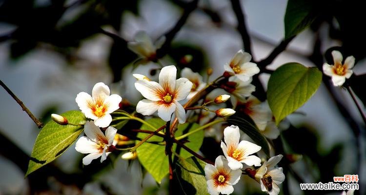 情窦初开 情绪盎然,油桐花迎来初恋之春