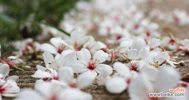 情窦初开 情绪盎然,油桐花迎来初恋之春