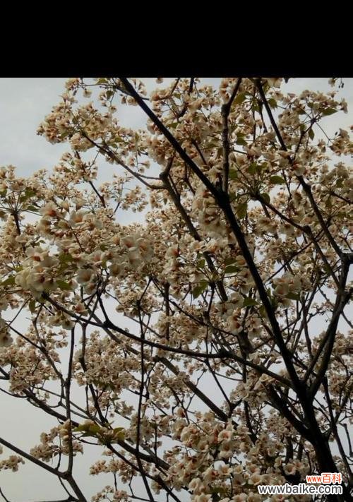 情窦初开 情绪盎然,油桐花迎来初恋之春