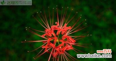 揭开曼陀罗华的神秘面纱 曼陀罗华之美——探索花卉背后的秘密