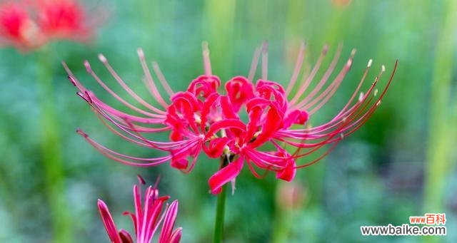 揭开曼陀罗华的神秘面纱 曼陀罗华之美——探索花卉背后的秘密