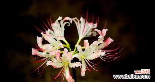 揭开曼陀罗华的神秘面纱 曼陀罗华之美——探索花卉背后的秘密