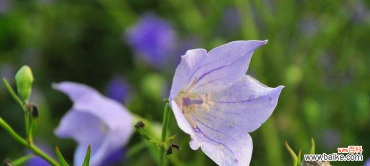 解读桔梗花语 桔梗花语的含义与传说