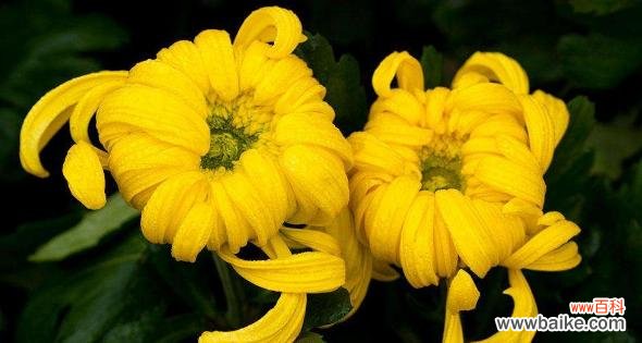 探寻绿色菊花的深层含义与独特之美 绿色菊花的象征意义及其美丽之处