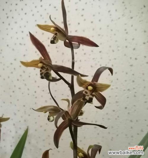 墨兰之恋 墨兰花语传递的美好情感