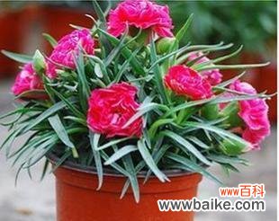 用花表达对母亲的感激之情 母亲节花语的意义与选择