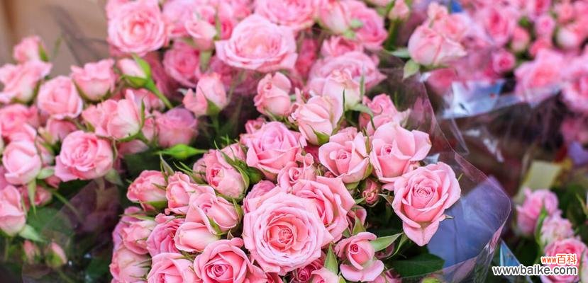 探寻粉色玫瑰花的神秘之美 粉色玫瑰的花语与意义