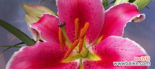 探索黄金霸百合的美丽寓意与深刻内涵 黄金霸百合花语