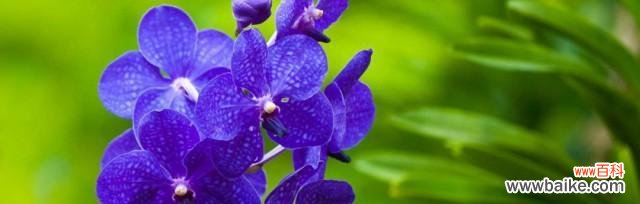 紫罗兰花语的含义及其在生活中的应用 紫罗兰花语与寓意