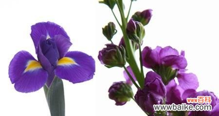 紫罗兰花语的含义及其在生活中的应用 紫罗兰花语与寓意