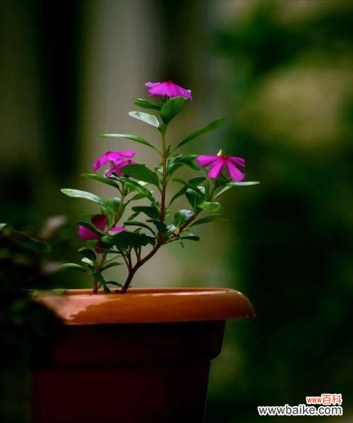 探索花朵与身体健康的深度关联 花的奥秘