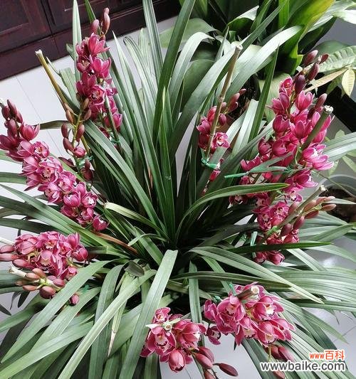 探寻植物中的美德与仁爱 善良的植物世界