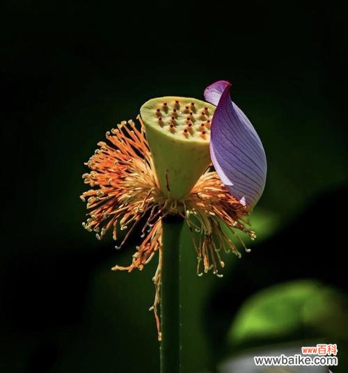 探寻植物中的美德与仁爱 善良的植物世界