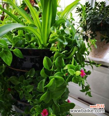 探寻植物中的美德与仁爱 善良的植物世界