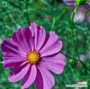 赏秋的醉人芳香 秋天的植物花卉