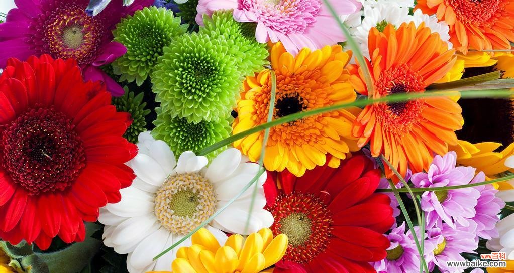 奔放绽放的热烈之美 热情如火的花朵