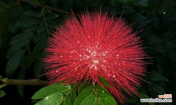 奔放绽放的热烈之美 热情如火的花朵