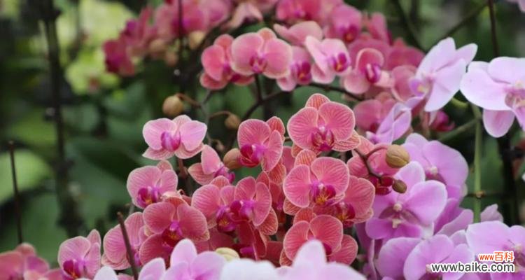 以代表四季性的花朵为主题 四季花开,春夏秋冬醉人香