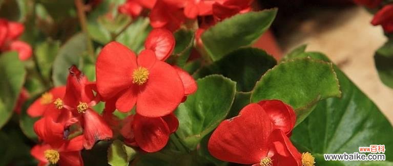 以代表四季性的花朵为主题 四季花开,春夏秋冬醉人香