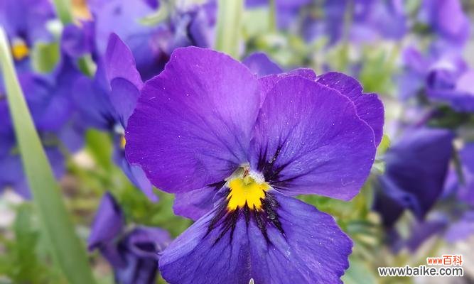 揭秘四季之美 四季花卉的变换与美丽