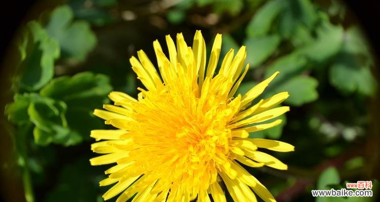 揭秘四季之美 四季花卉的变换与美丽