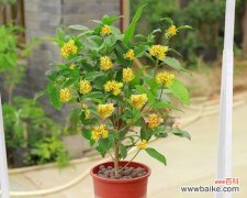 揭秘四季之美 四季花卉的变换与美丽