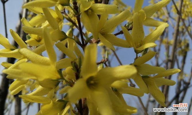 1.悼念之花 怀念亲人的花——花开思念